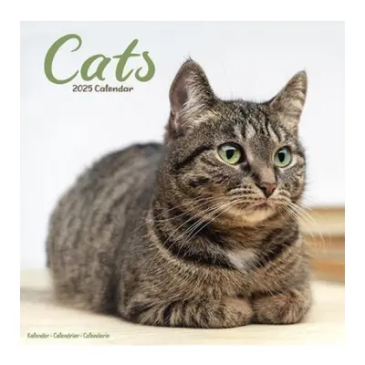 Cats Calendar 2025 Square Cat Wall Calendar - 16 Month Avonside Publishing Ltd