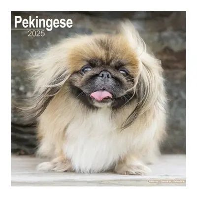 Pekingese Calendar 2025 Square Dog Breed Wall Calendar - 16 Month Avonside Publishing Ltd