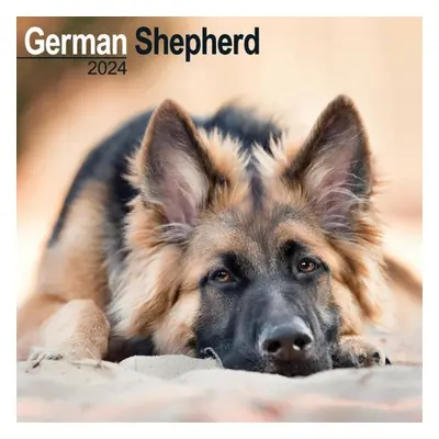 German Shepherd Calendar 2024 Square Dog Breed Wall Calendar - 16 Month Avonside Publishing Ltd