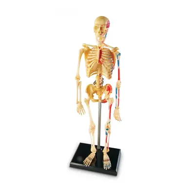 Anatomický model lidské kostry Montessori