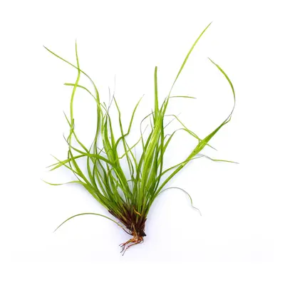 Dennerle akvarijní rostlina Juncus repens In-Vitro