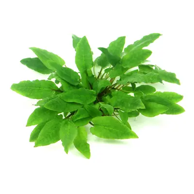 Dennerle akvarijní rostlina Cryptocoryne wendtii ´Broad Leaf´ In-Vitro