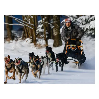 Mushing: Jízda na psím spřežení