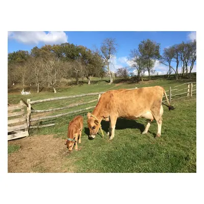 Na den farmářem na Farmě Košík