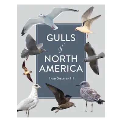 "Gulls of North America" - "" ("Shaffer Fred")(Paperback)