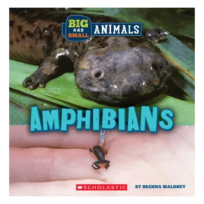 "Amphibians (Wild World: Big and Small Animals)" - "" ("Maloney Brenna")(Pevná vazba)