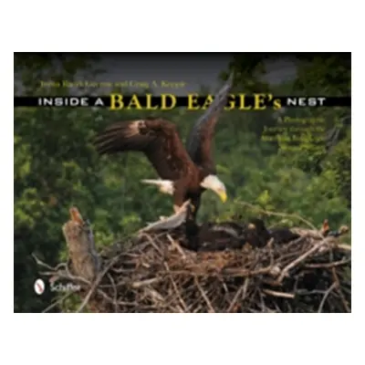 "Inside a Bald Eagle's Nest: A Photographic Journey Through the American Bald Eagle Nesting Seas