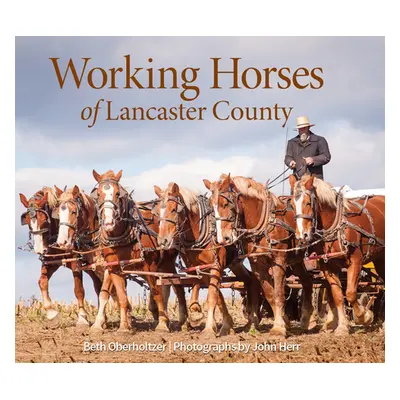 "Working Horses of Lancaster County" - "" ("Oberholtzer Beth")(Pevná vazba)