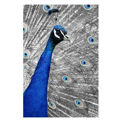 "Blue Peacock: The Indian Peafowl or Blue Peafowl Is a Large and Brightly Colored Bird, Native t