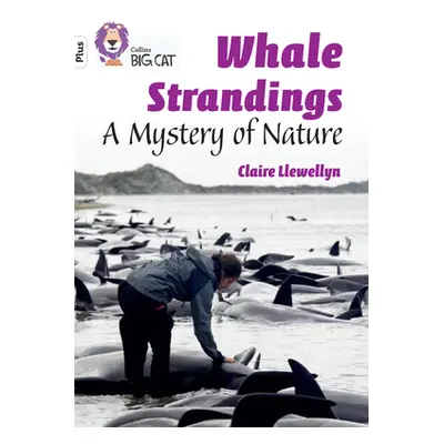 "Whale Strandings: A Mystery of Nature" - "Band 10+/White Plus" ("Llewellyn Claire")(Paperback /