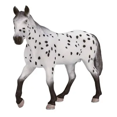 Mojo Appaloosa hřebec