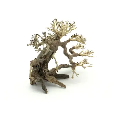 Bonsai Driftwood 25 x 20 x 23 cm č. 82