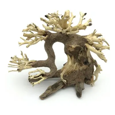 Bonsai Driftwood 15 x 9 x 12 cm č. 3