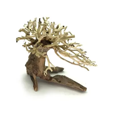 Bonsai Driftwood 15 x 12 x 13 cm č. 10