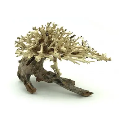 Bonsai Driftwood 20 x 15 x 16 cm č. 10