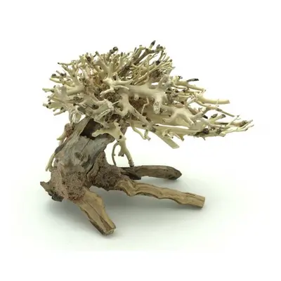 Bonsai Driftwood 15 x 12 x 13 cm č. 13