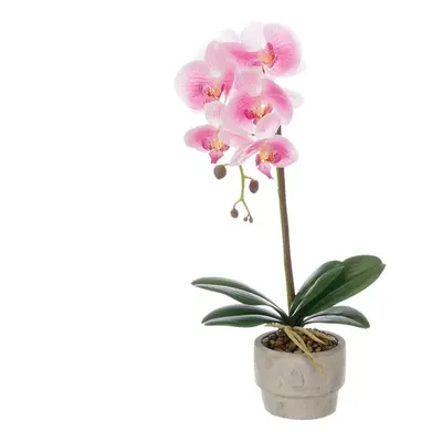 Ibergarden Orchidej v květináči 59632