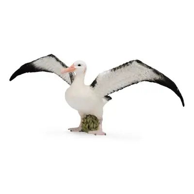 Collecta albatros stěhovavý