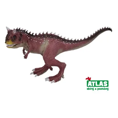 Atlas carnotaurus 22 cm