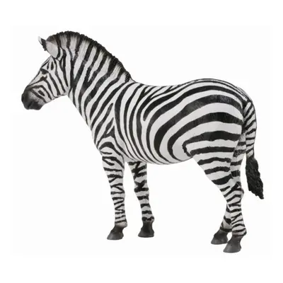 Collecta zebra