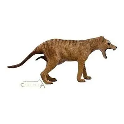 Collecta thylacine tygr tasmánský samice