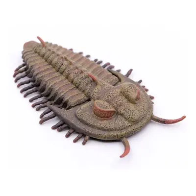 Collecta redlichia rex trilobit