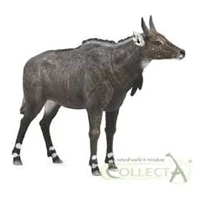 Collecta antilopa nilgai