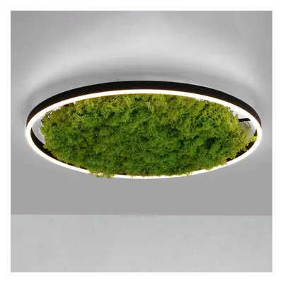 JUST LIGHT. LED stropní svítidlo Green Ritus, mechové stmívatelné Ø58,5cm