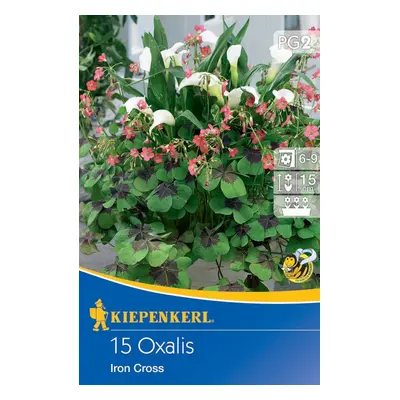 712614 Oxalis deppei (Šťavel) růžová 15ks /8704