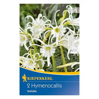 712270 Hymenocallis Sulphur Queen 2ks / 8205