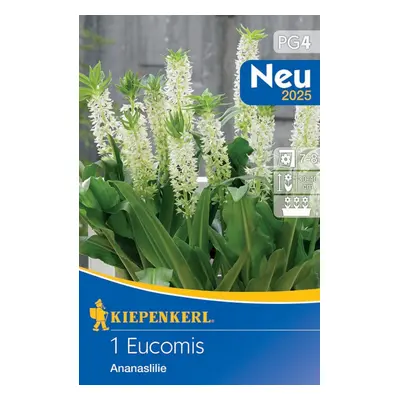 711914 Chocholatice / Eucomis 1ks / 8204