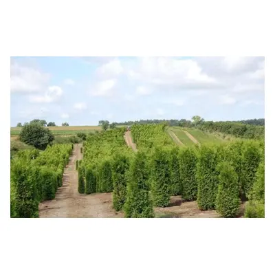 Thuja Brabant 180-200CM Doprava Zdarma Zemní bal thuje na živé ploty