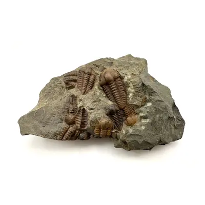 Trilobit Ellipsocephalus hoffi Jince Čr