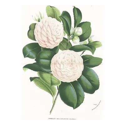 Cammelia Houtte chromolitogr. (1870)