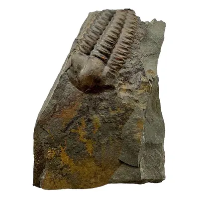 Trilobit Ellipsocephalus hoffi Jince Čr