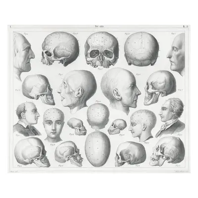 Anatomie hlavy oceloryt (1860 )