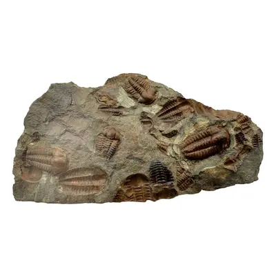 Trilobit Ellipsocephalus hoffi Jince Čr