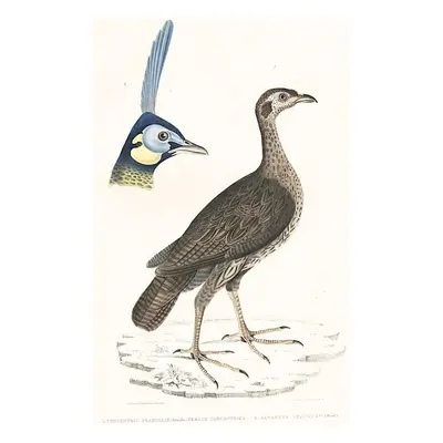 Concentric Francolin kolor. litografie 1832