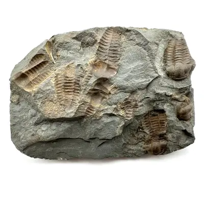 Trilobit Ellipsocephalus hoffi Jince Čr