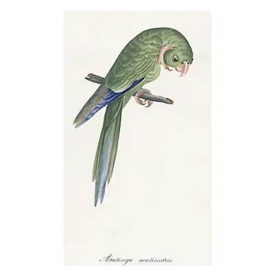 Arantinga Acutirostris kolor. litografie (1840)