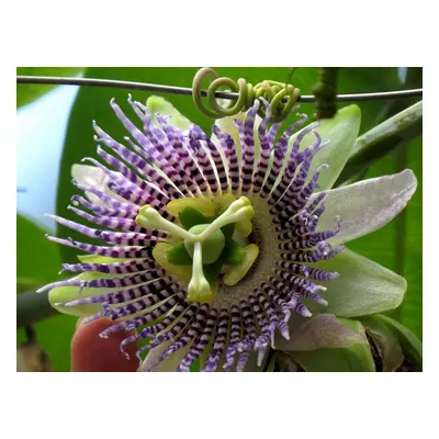 Passiflora ligularis - Mučenka jazykovitá - obsahuje 100 semen