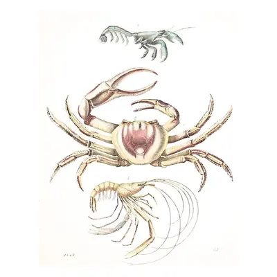 Krab kolor. litografie 1849