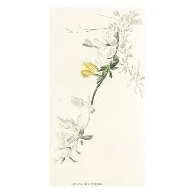 Genista decumbens Lodiges mědiryt 1790