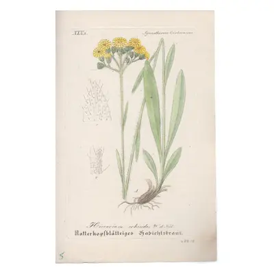 Hieracium echioides (Chlupáček hadincovitý)