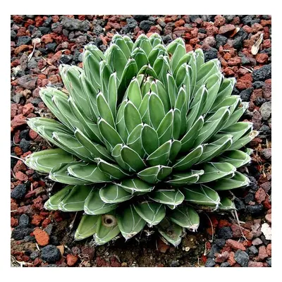 Agave victoriae-reginae Huasteca Canyon - obsahuje 100 semen