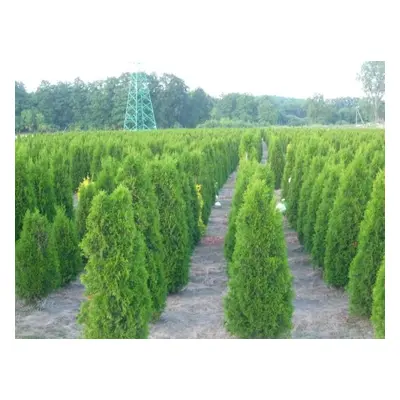 Thuja smaragd 120-140CM Doprava Zdarma Zemní bal thuje na živé ploty