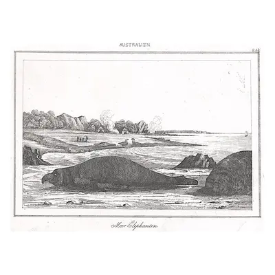 Austrálie tuleni Rienzi oceloryt1836