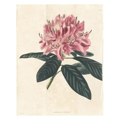 Rhododendron Loddiges kolor mědiryt 1827