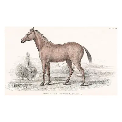 Kůň Quagga Jardine kolor. dřevoryt 1840