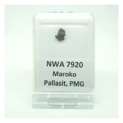 Pallasit - Nwa 7920 - 024 gramů